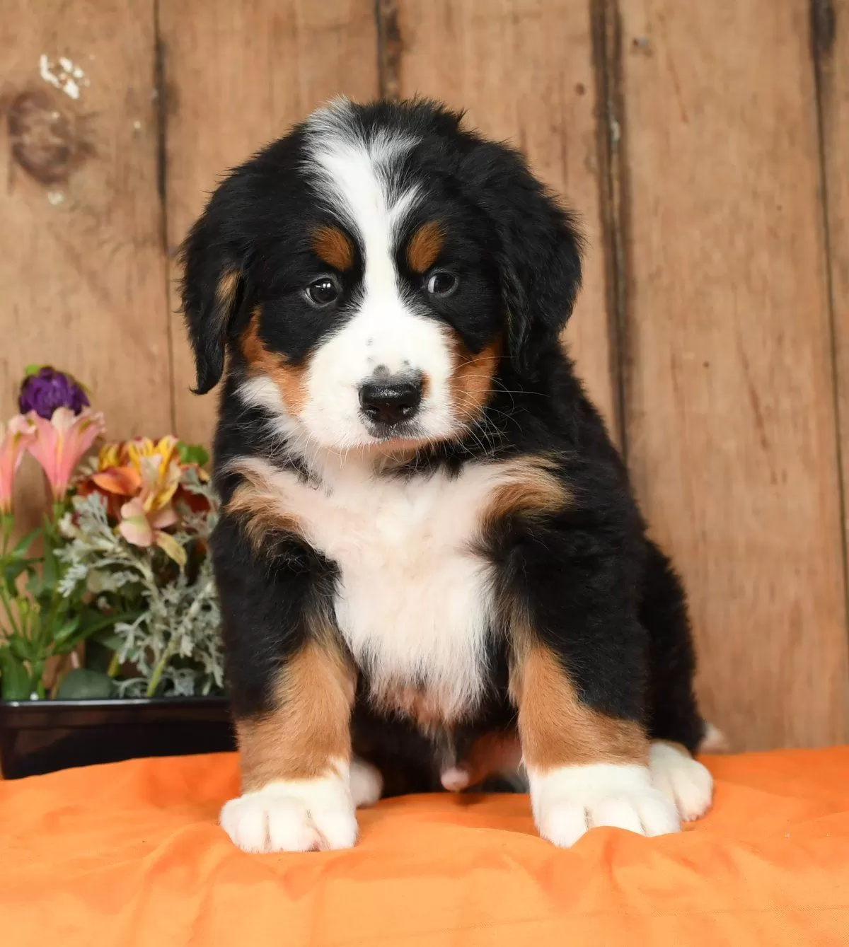 Puppy Name: Teton