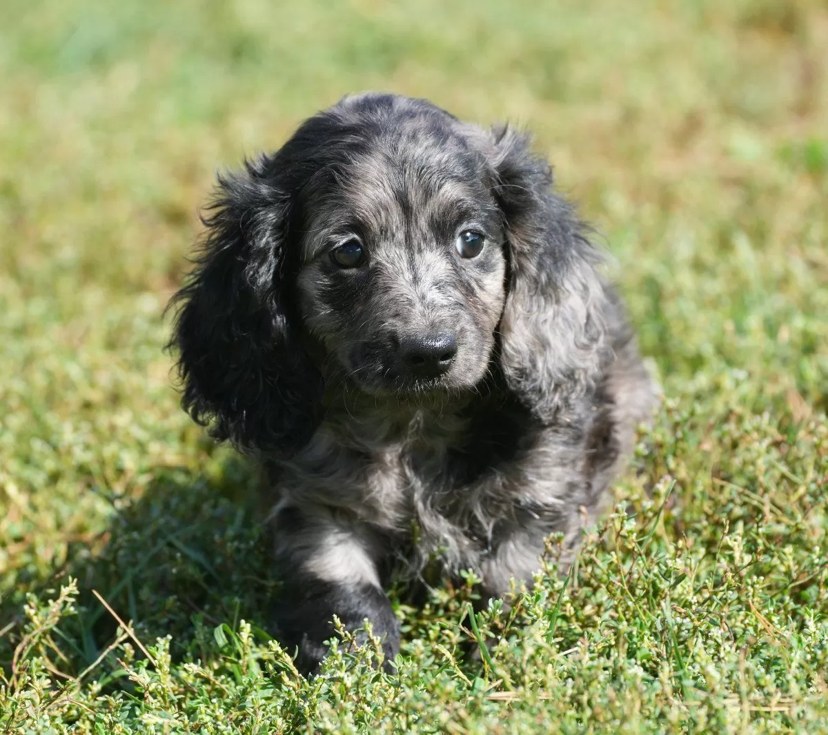 Gracie