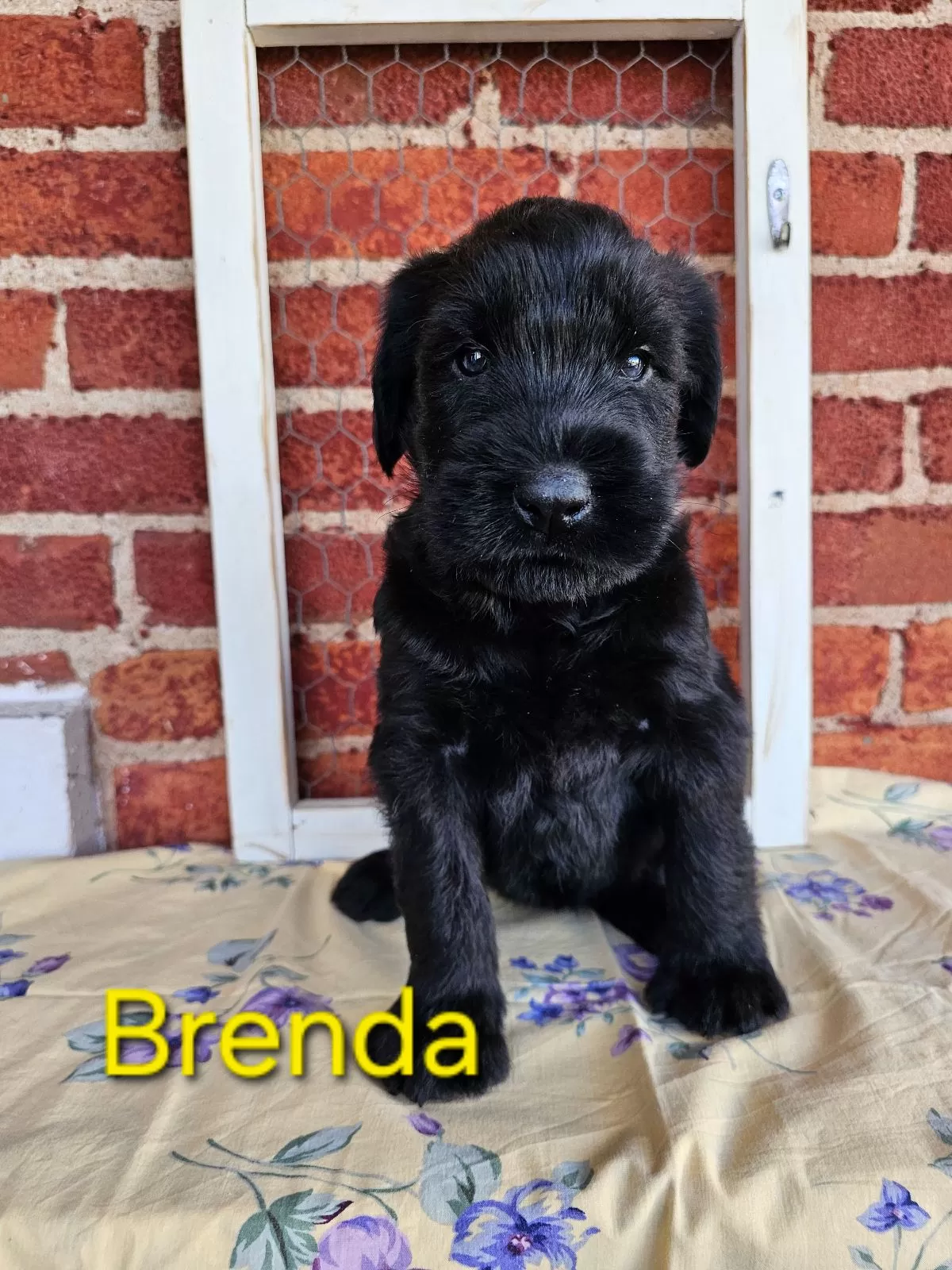 Puppy Name: Brenda Champion