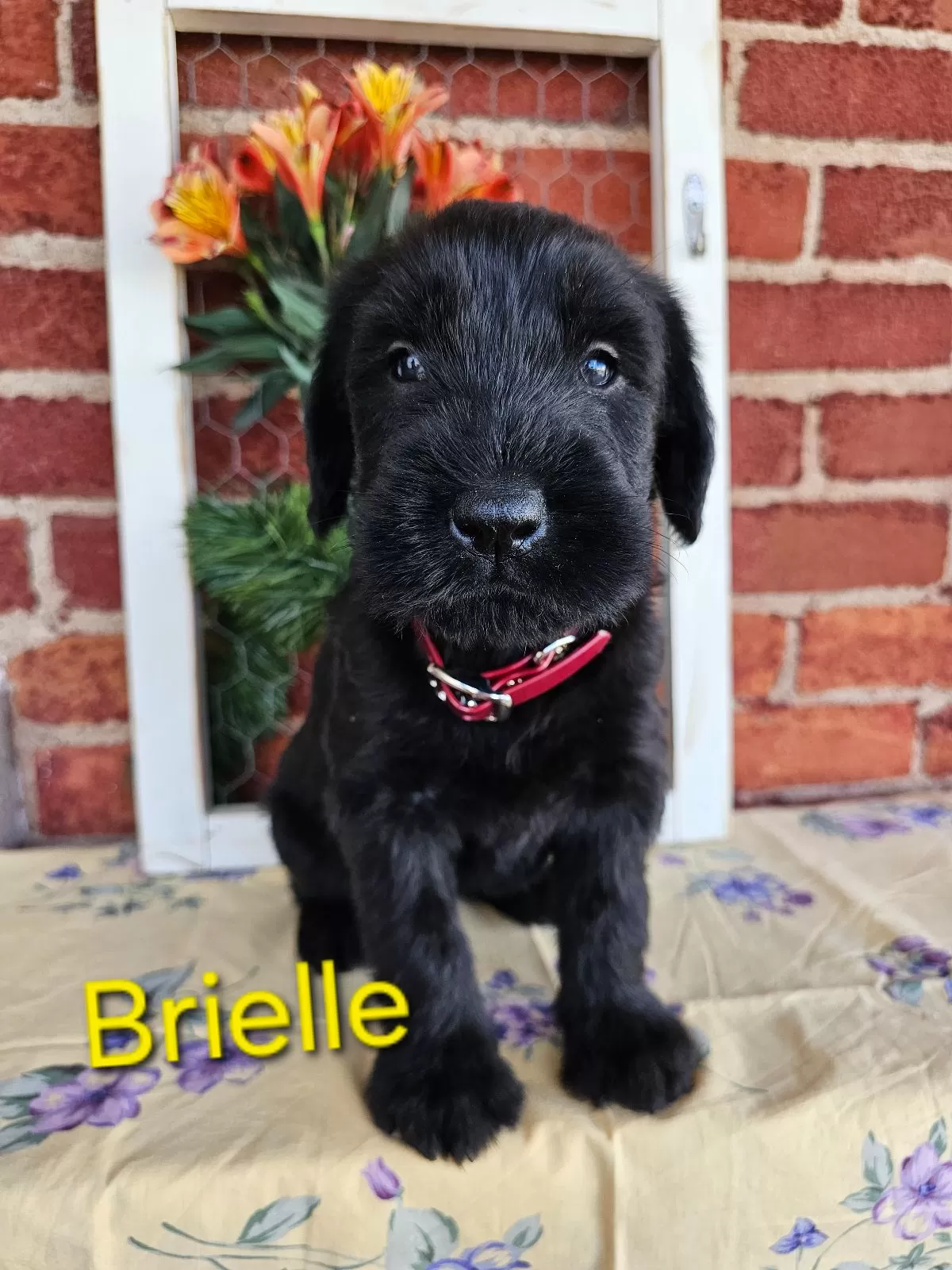 Puppy Name: Brielle Champion
