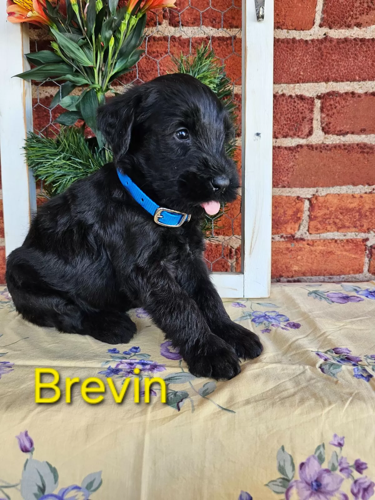 Puppy Name: Brevin Champion