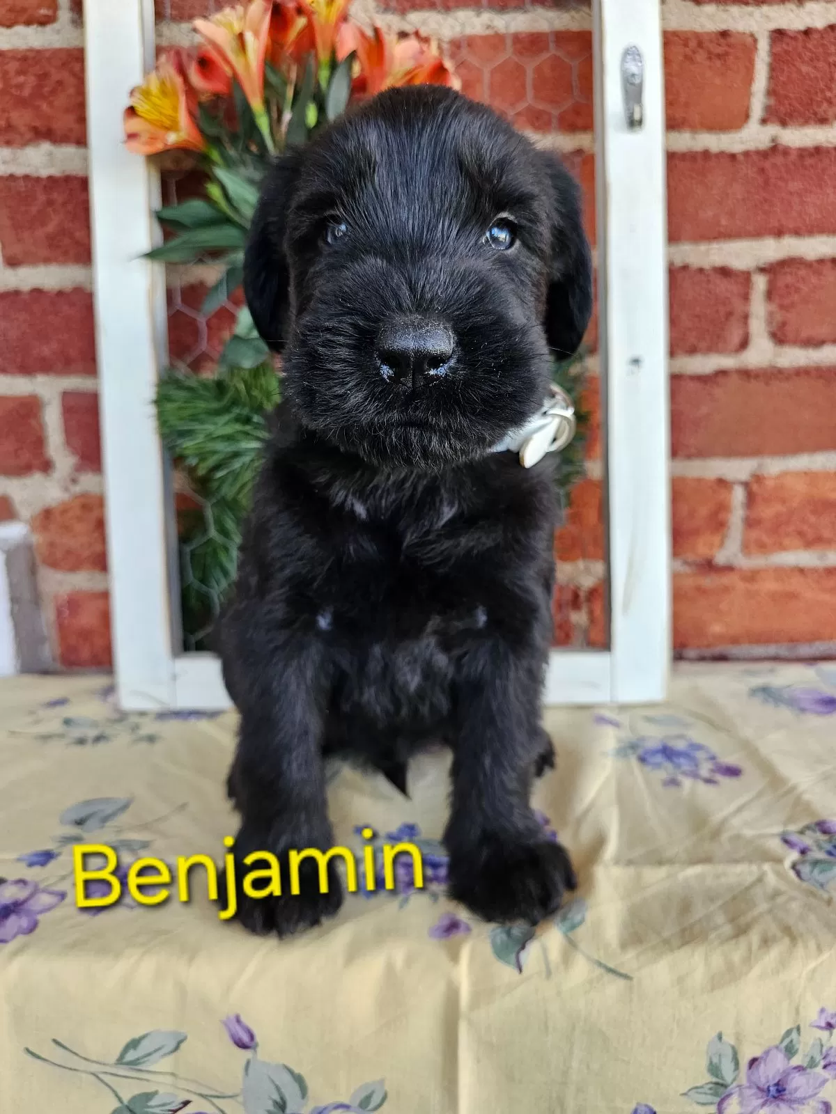 Puppy Name: Benjamin Champion