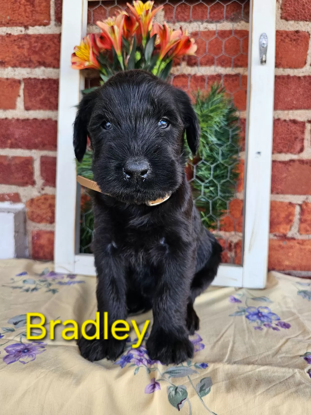 Puppy Name: Bradley Champion