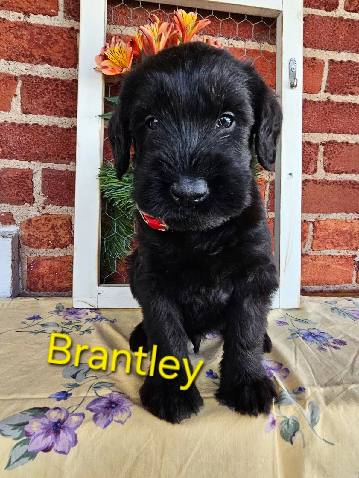 Puppy Name: Brantley Champion