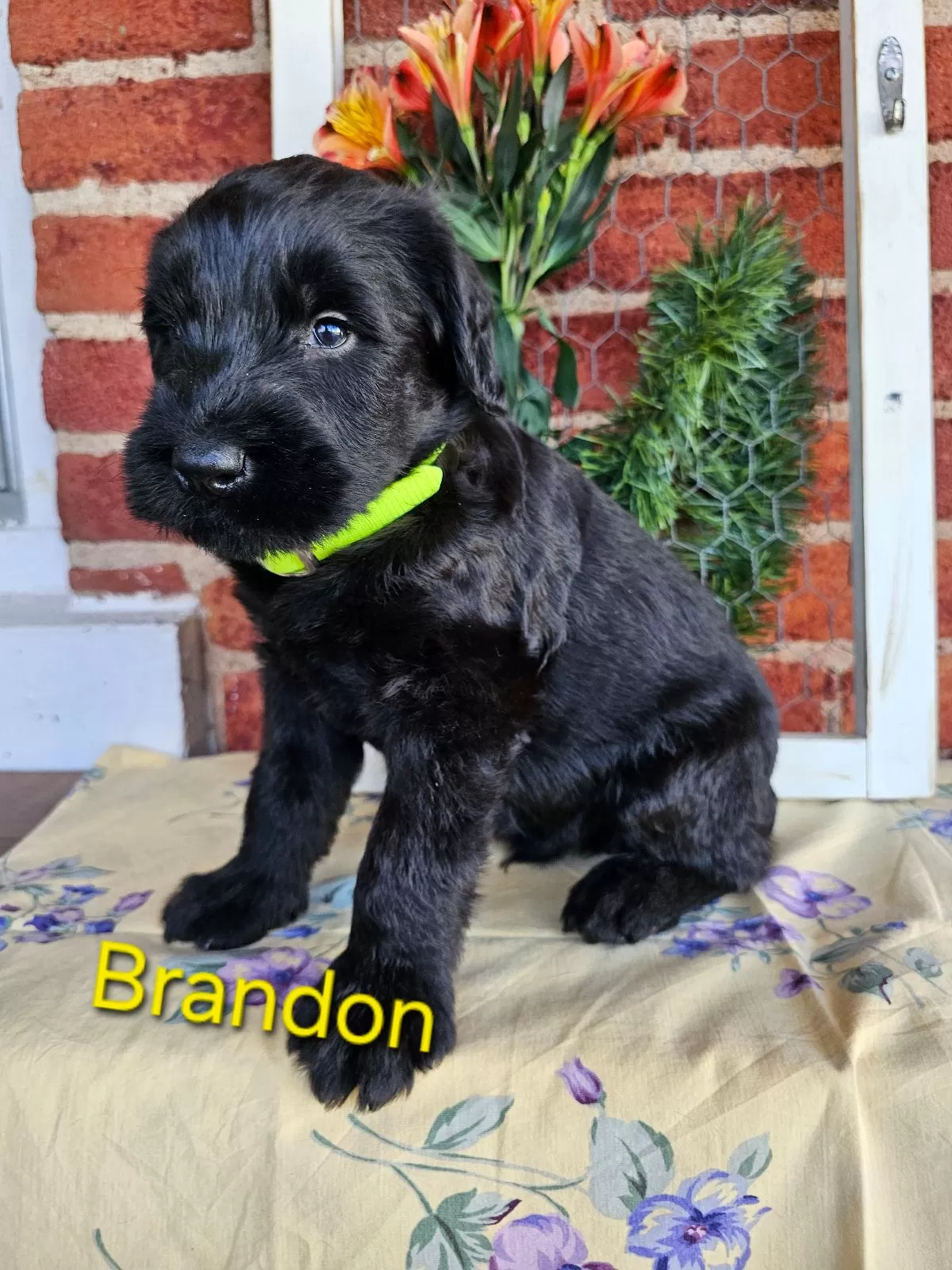 Puppy Name: Brandon Champion