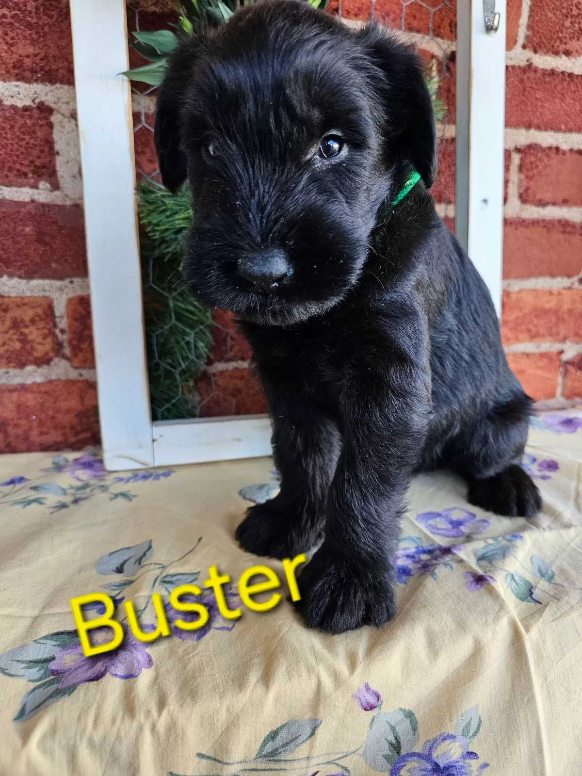 Puppy Name: Buster Champion