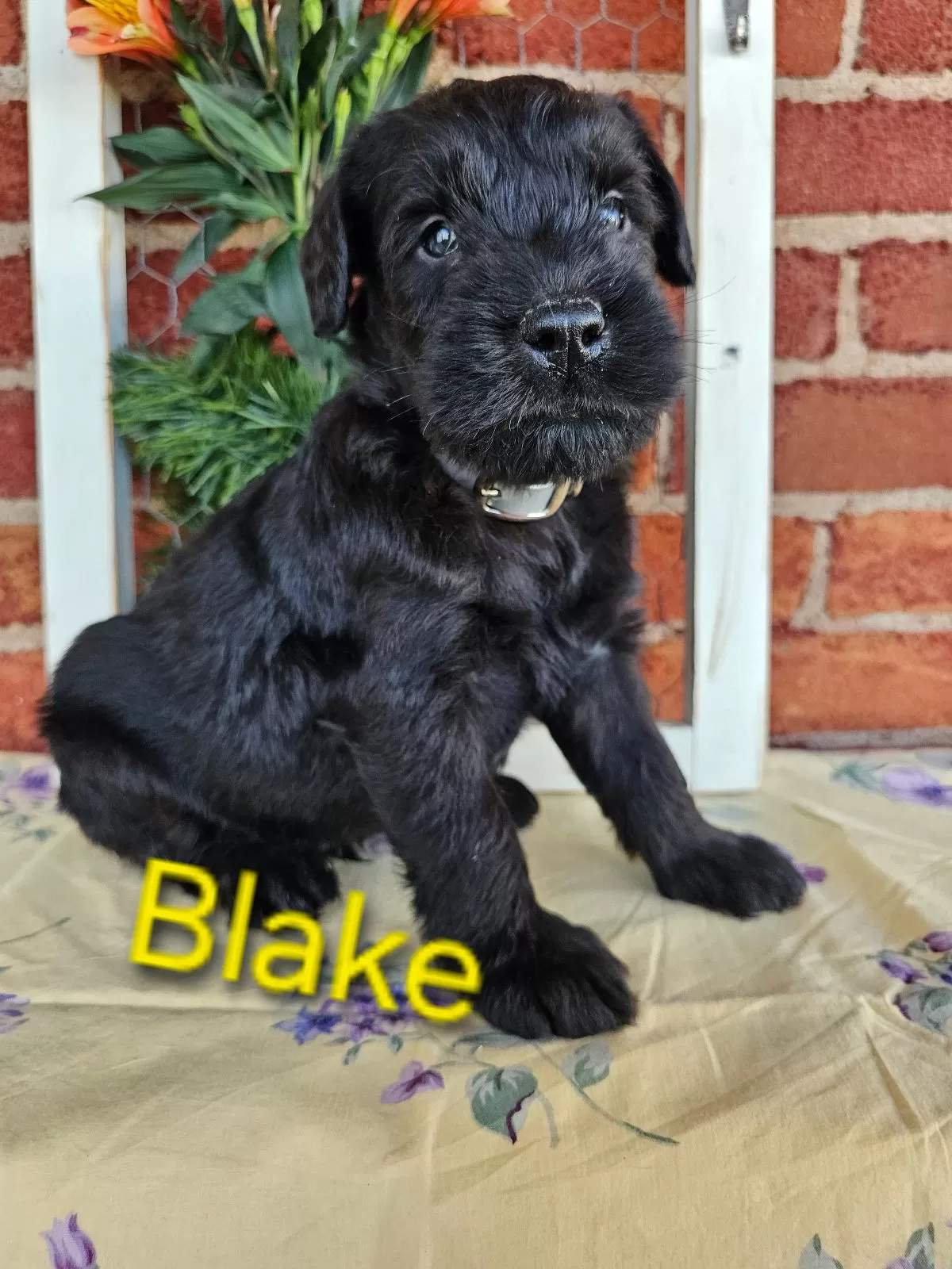 Puppy Name: Blake Champion