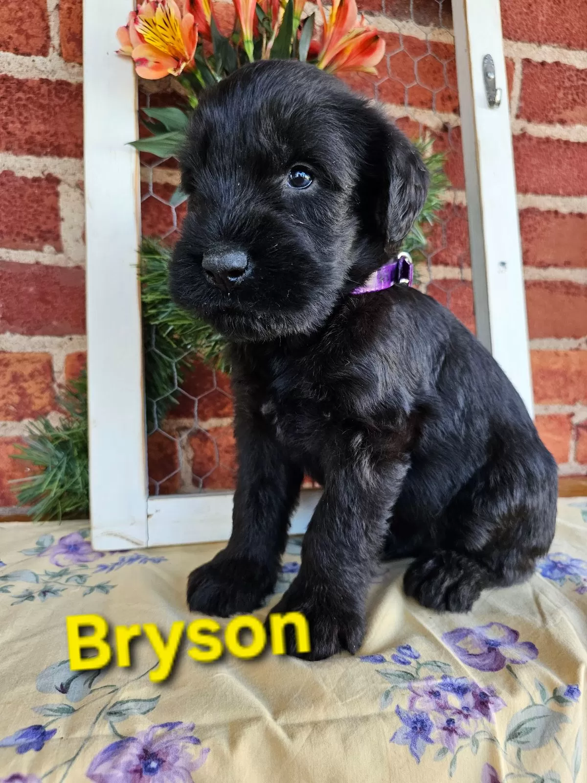 Puppy Name: Bryson Champion