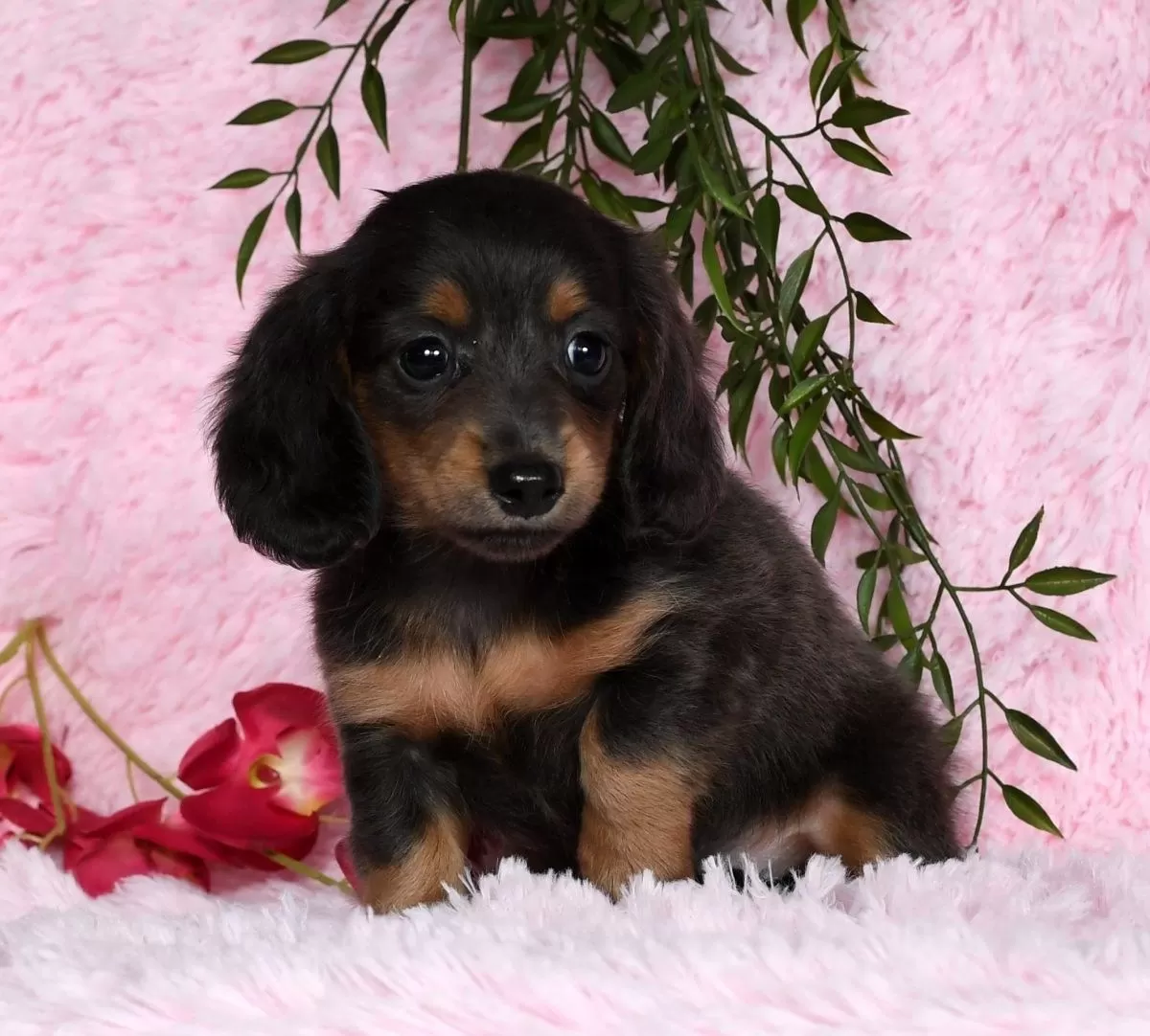 Puppy Name: Trixy Blue/Tan Long Hair