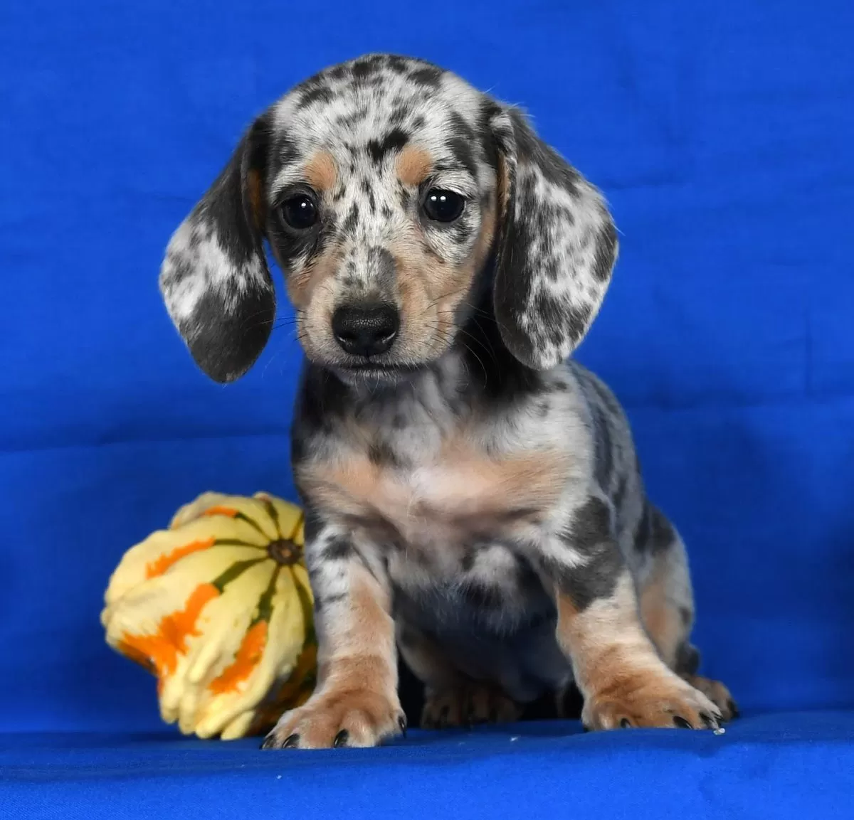 Puppy Name: Tammy