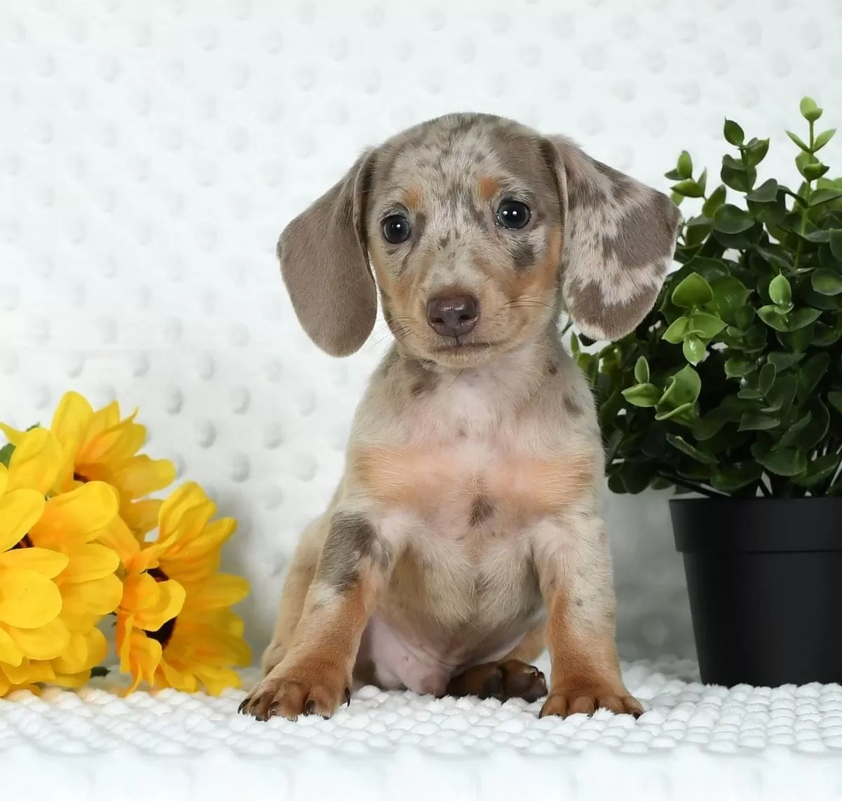 Puppy Name: Teddy