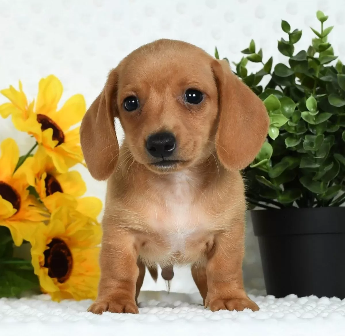 Puppy Name: Toby