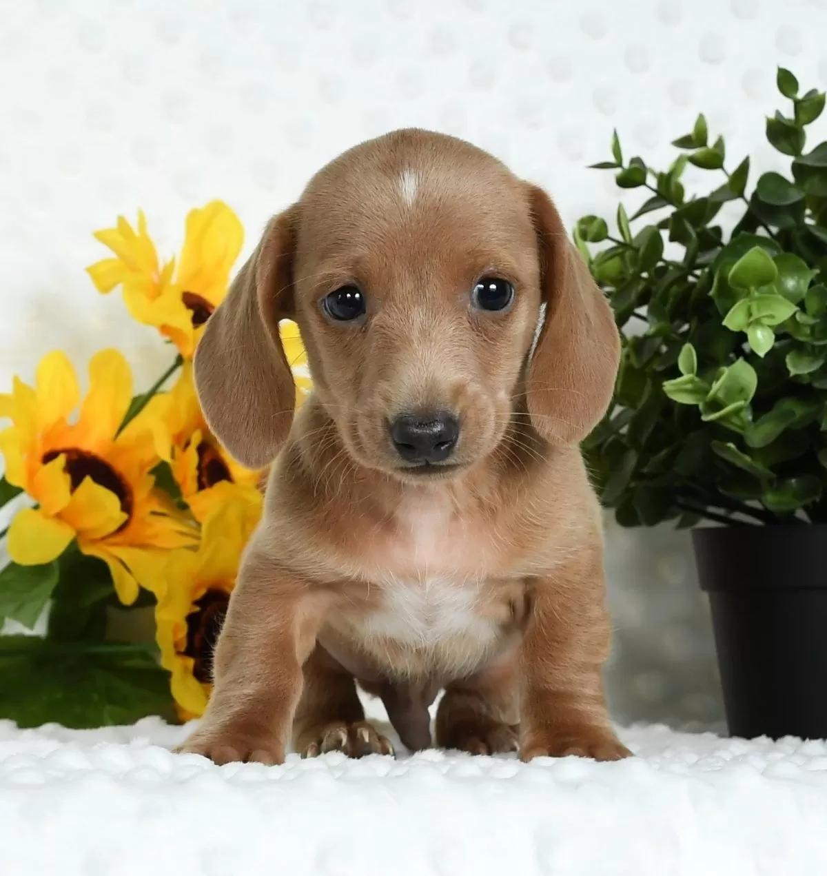 Puppy Name: Tommy