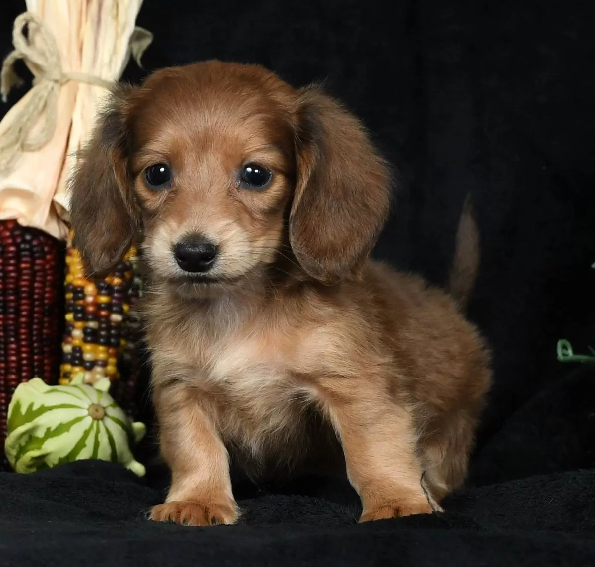 Puppy Name: Tyler