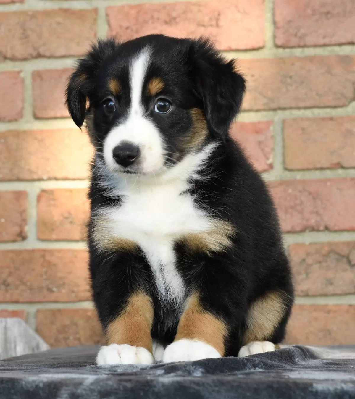 Puppy Name: Rosy