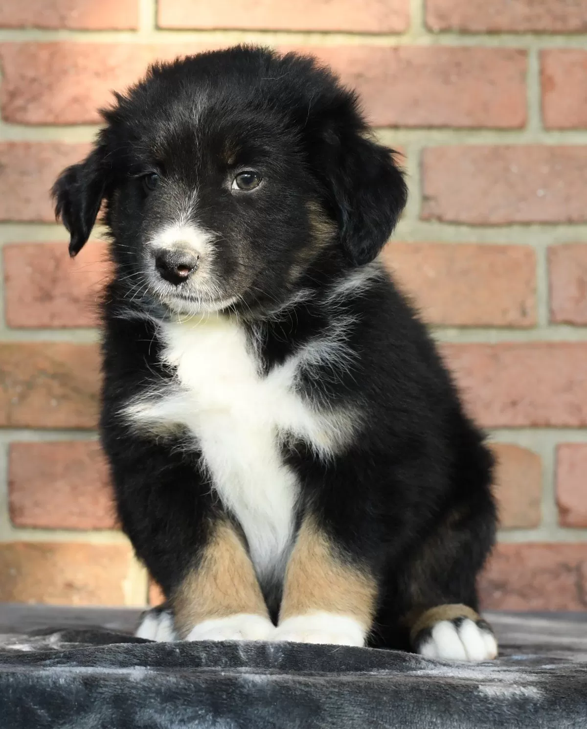 Puppy Name: Rhett