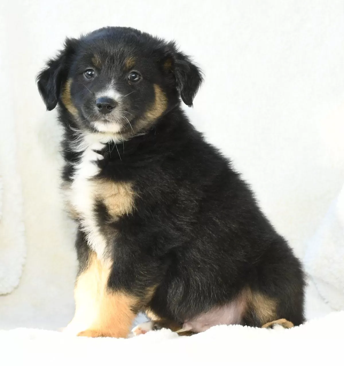 Puppy Name: Rowan