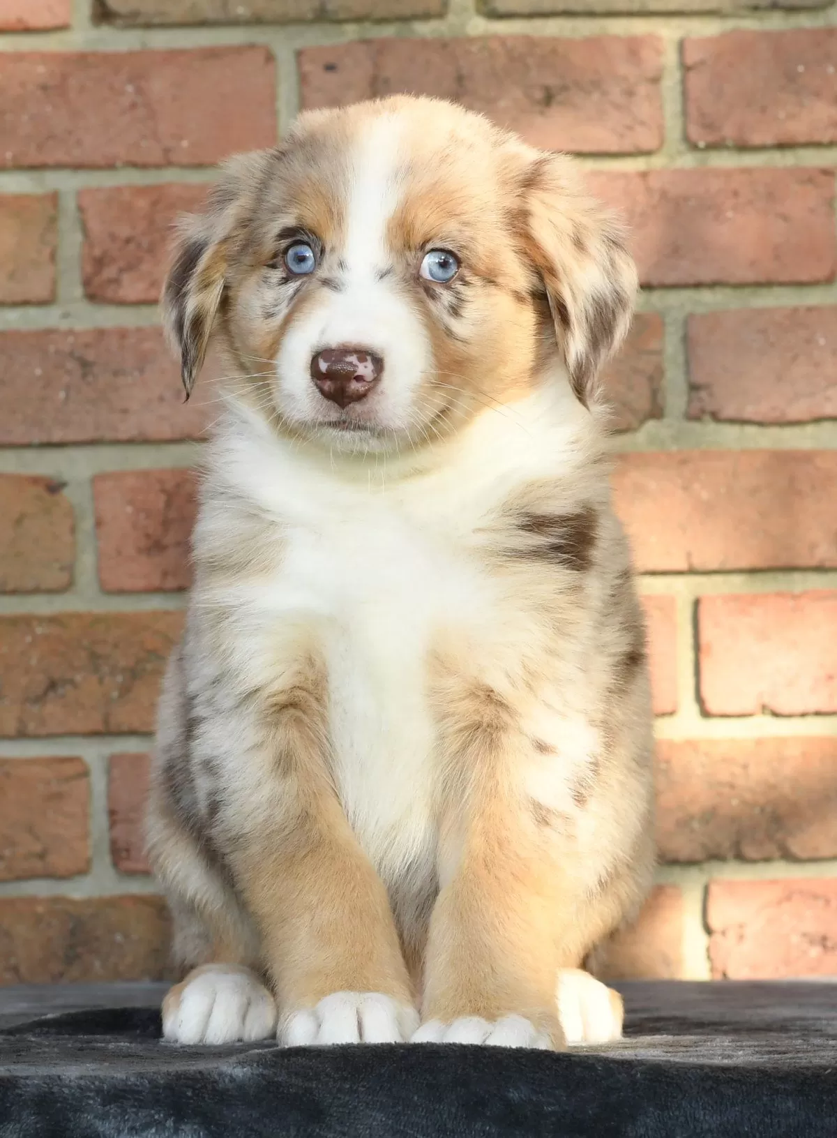 Puppy Name: Reed