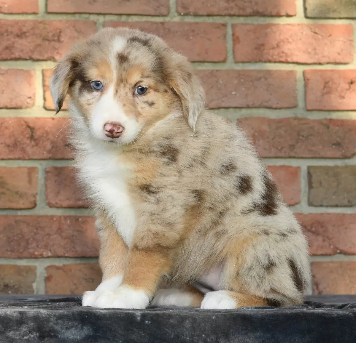 Puppy Name: Reni