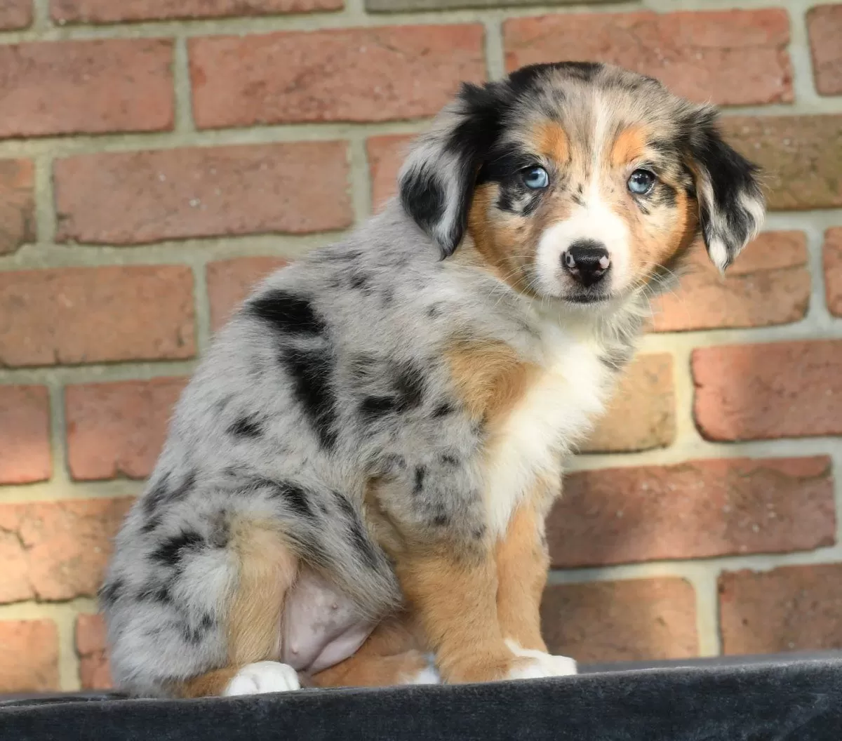 Puppy Name: Riley
