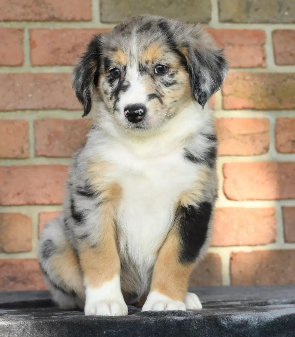 Puppy Name: Roxy