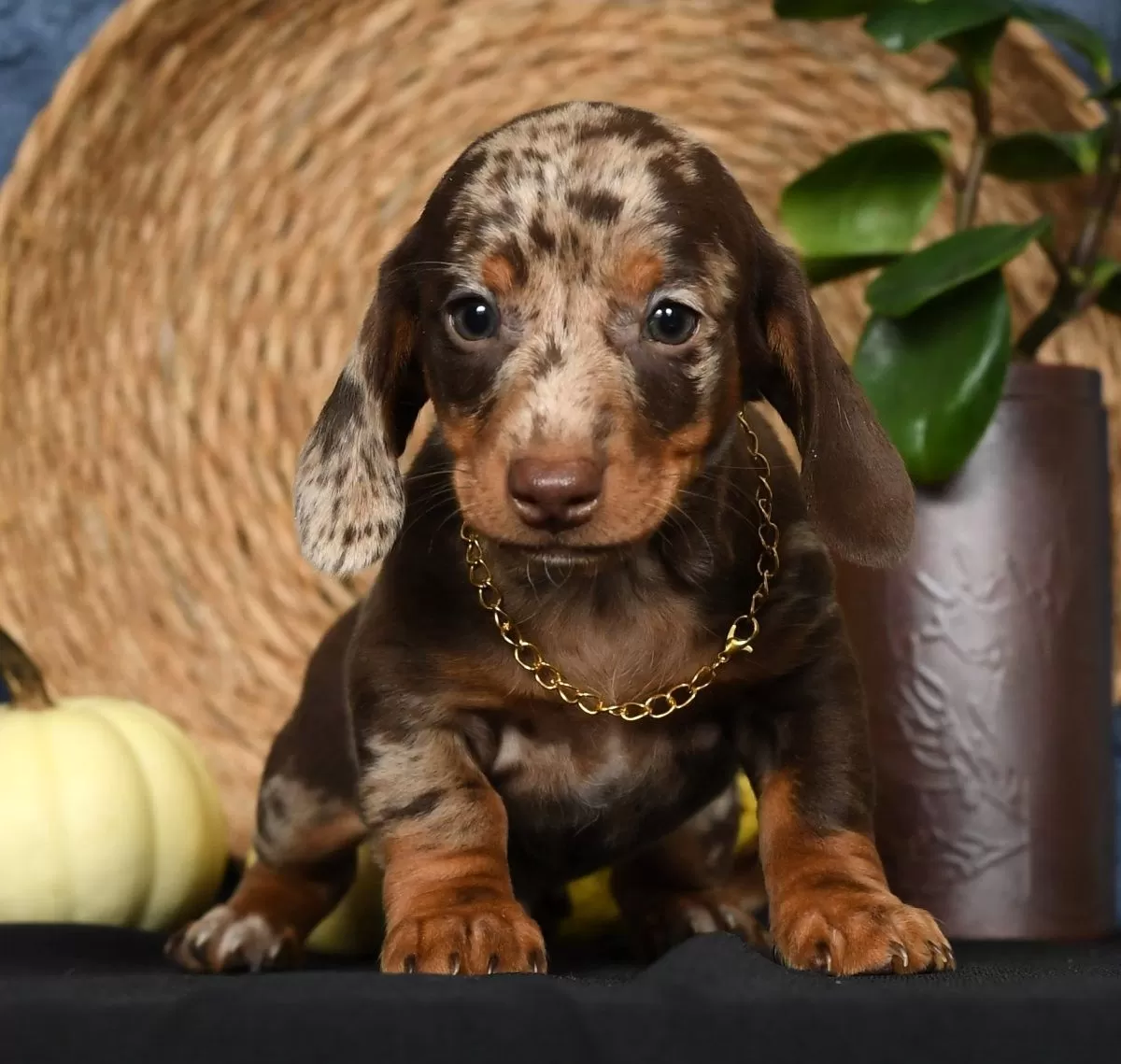 Rocky