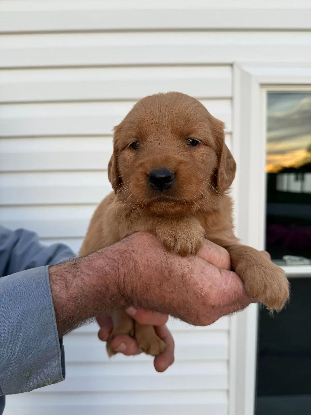 Molly