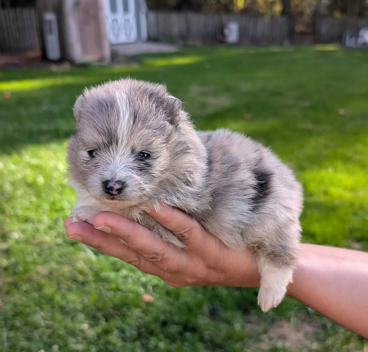 Puppy Name: Pomeranians coming soon