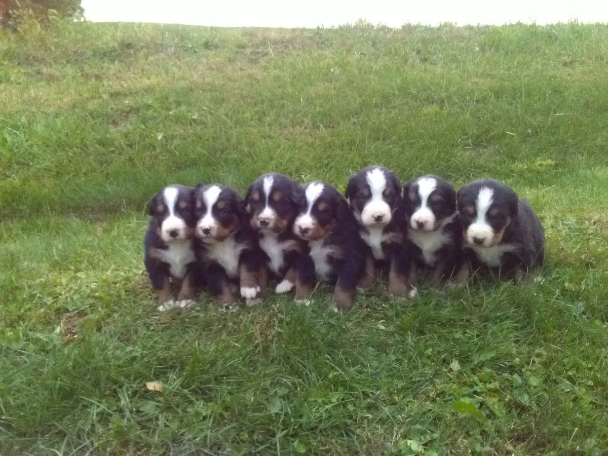 Puppy Name: Bernese Mountain Dogs Coming soon