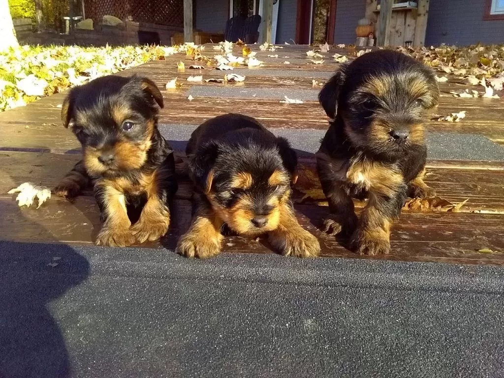 Puppy Name: Yorkies coming soon