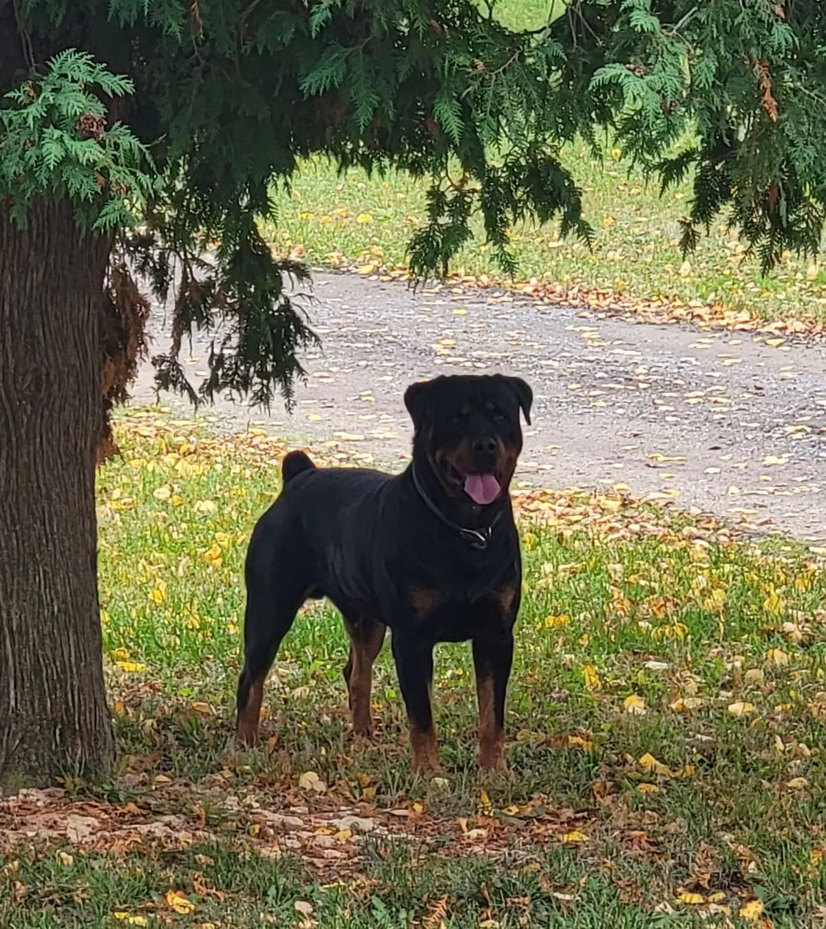 Puppy Name: Rottweilers coming soon