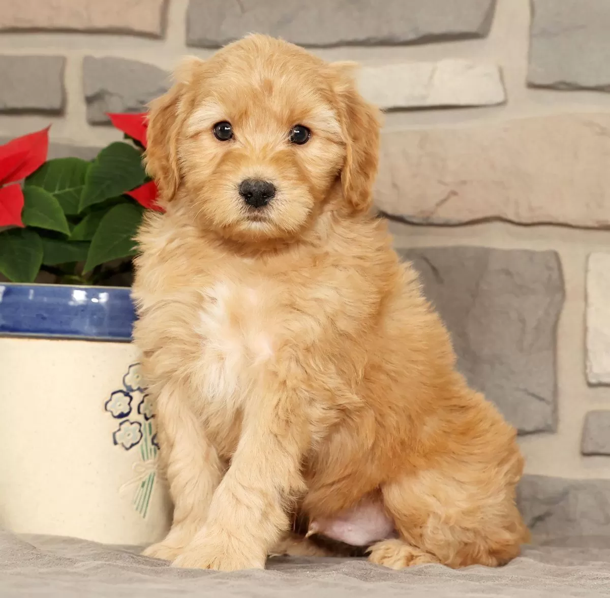 Puppy Name: Einstein