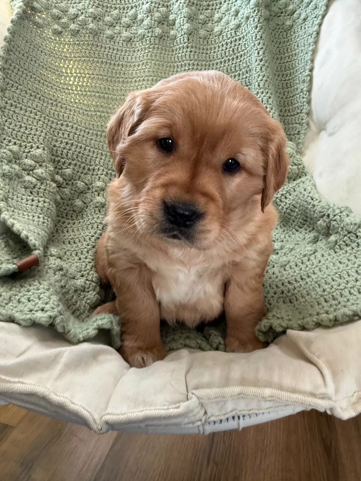 Puppy Name: Samantha