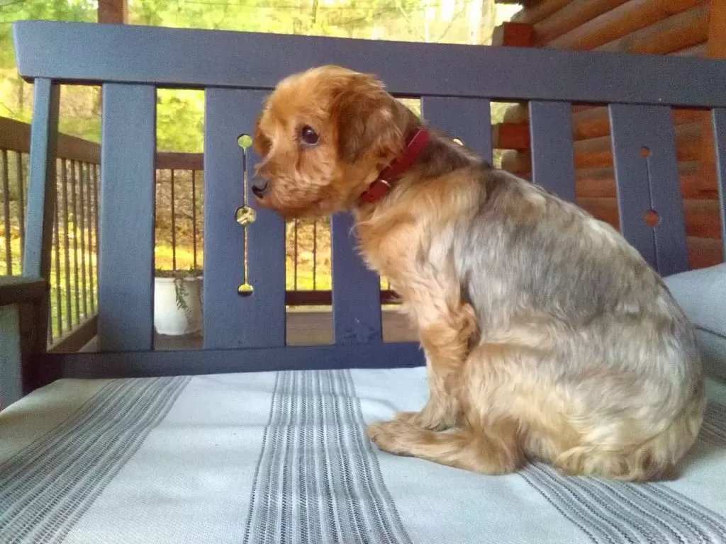 Puppy Name: New Yorkies coming soon