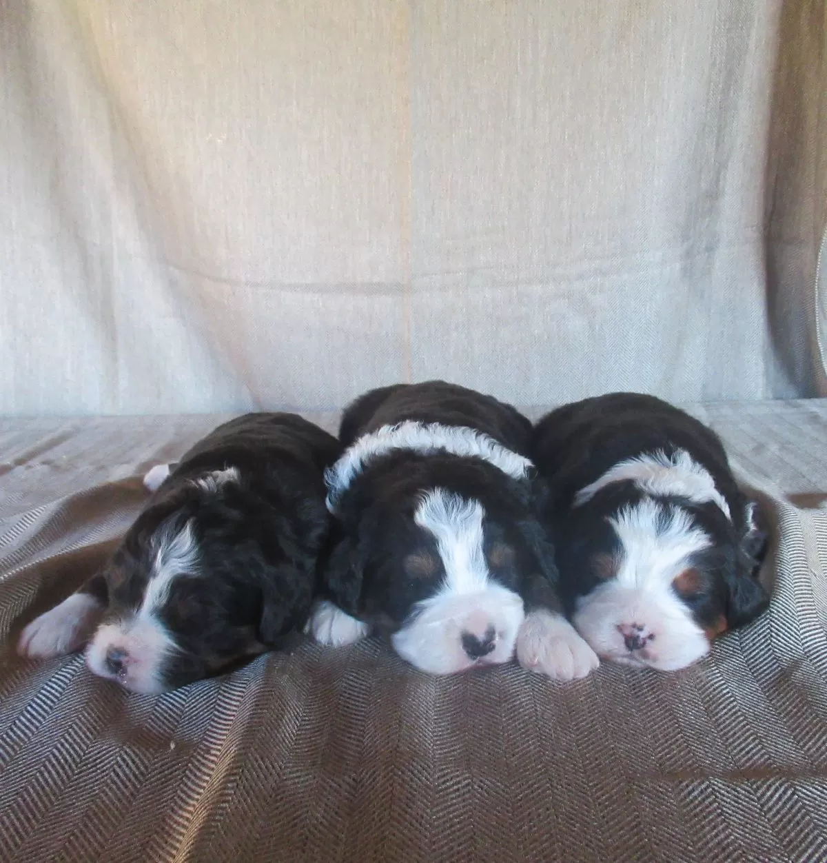 Mini Bernedoodles coming soon