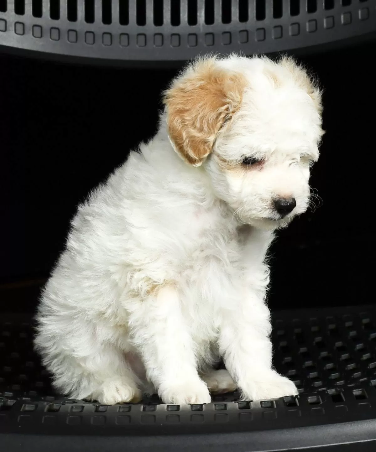 Puppy Name: Mini Poodles coming soon