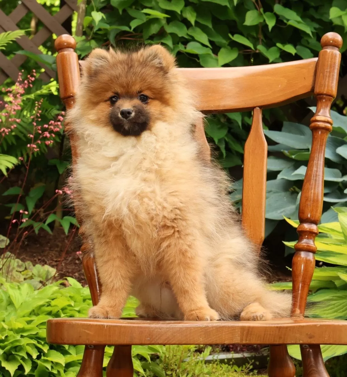 Puppy Name: Porter