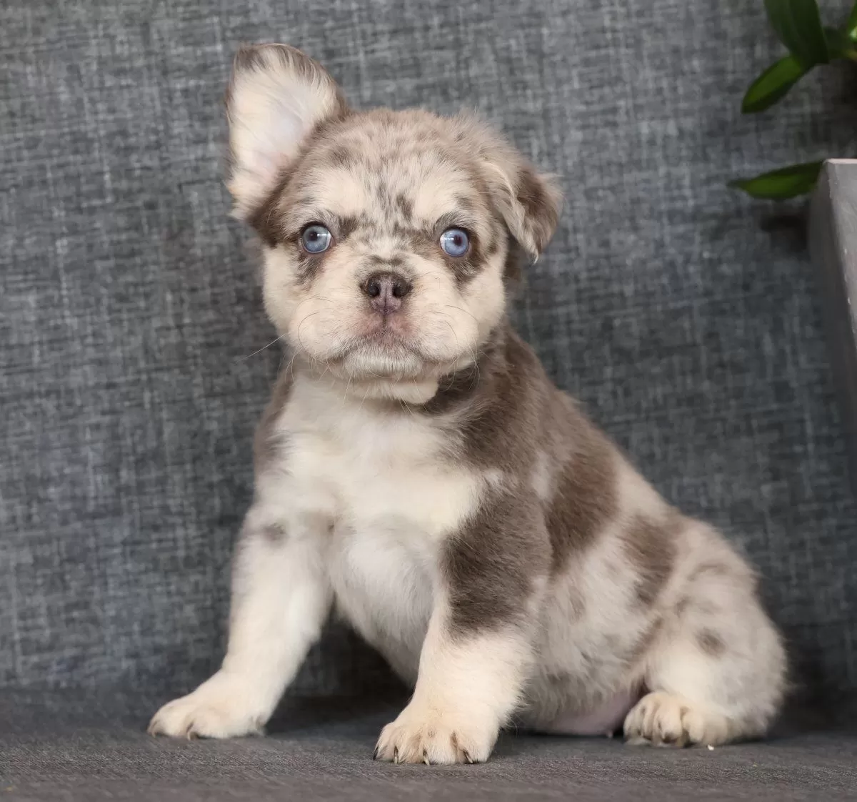 Lilly Fluffy Lilac Tan Merle