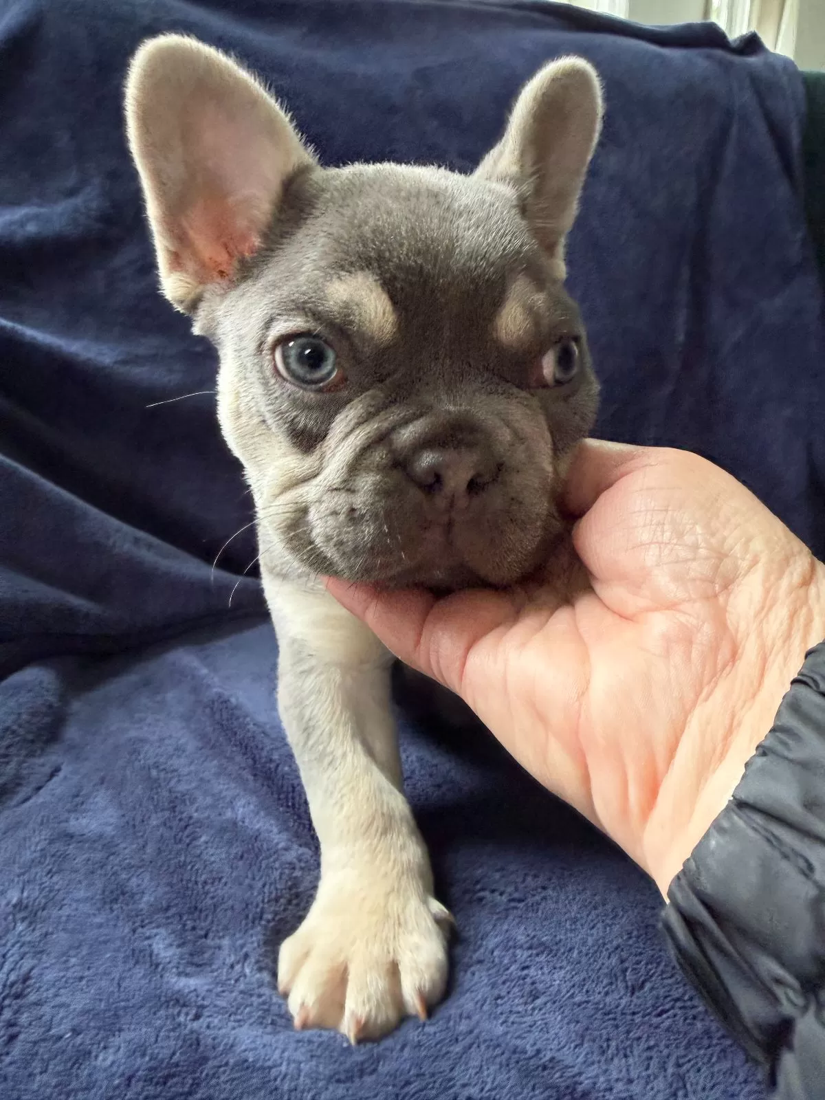Puppy Name: Dexter
