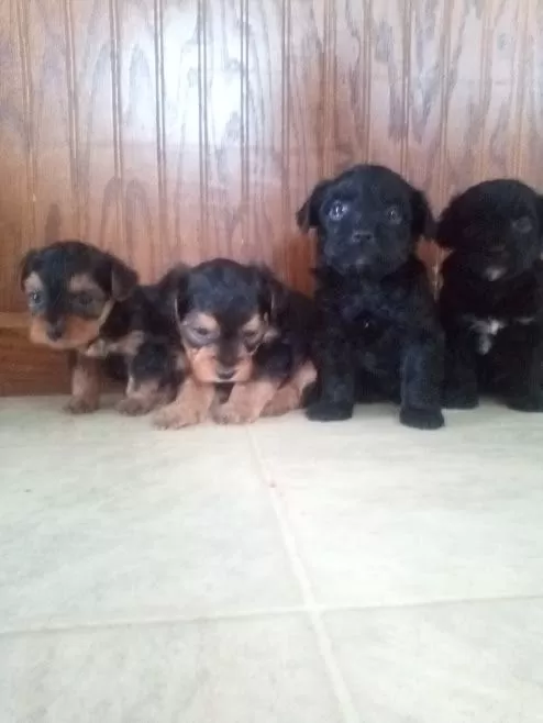 Puppy Name: Yorkipoo coming soon