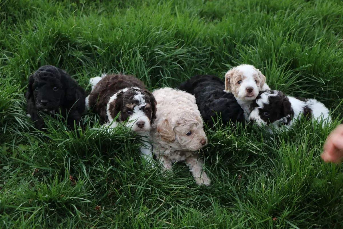 Puppy Name: Mini Poodles coming soon