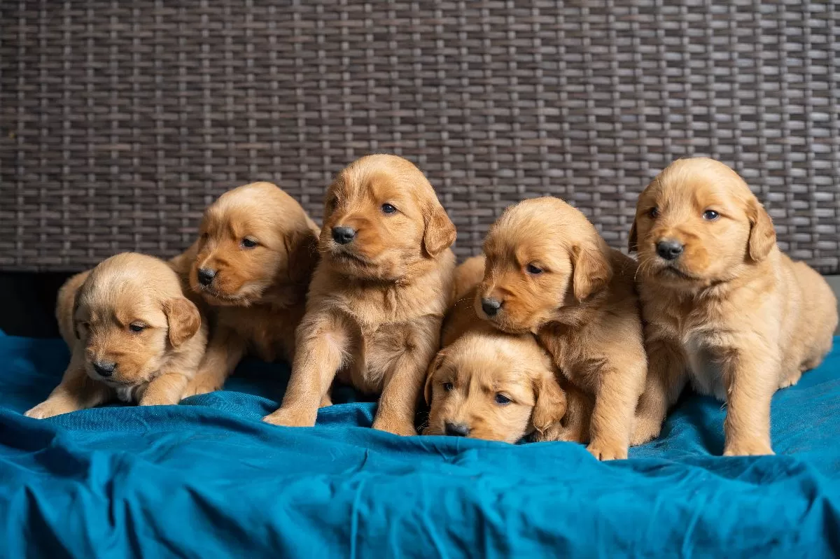 Puppy Name: Golden Retrievers puppies coming soon