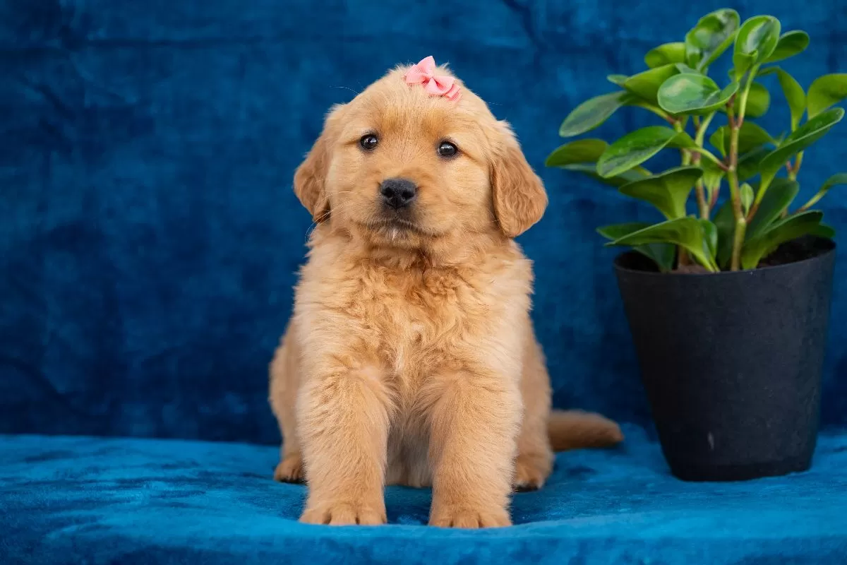 Puppy Name: Tammy