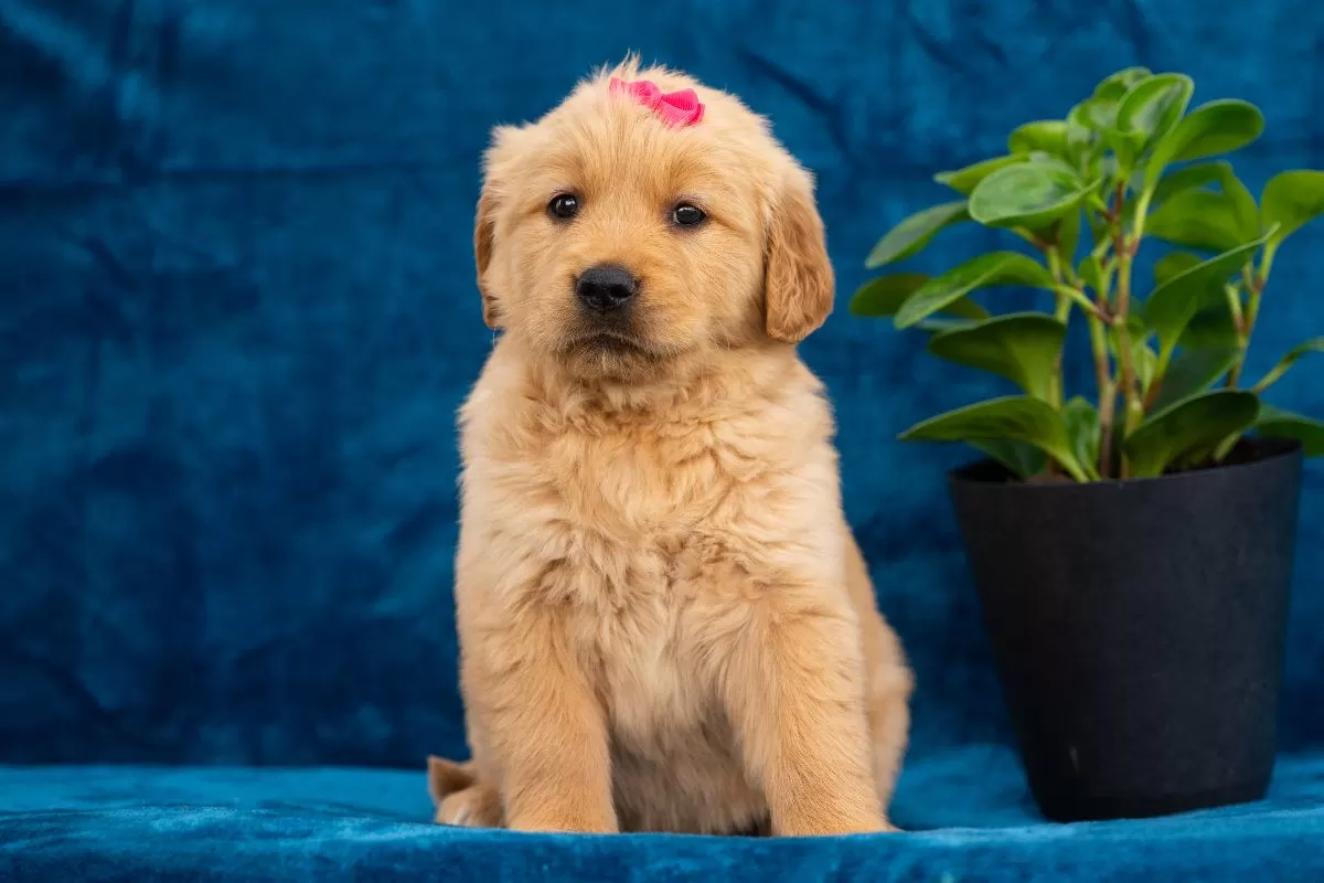 Puppy Name: Tania