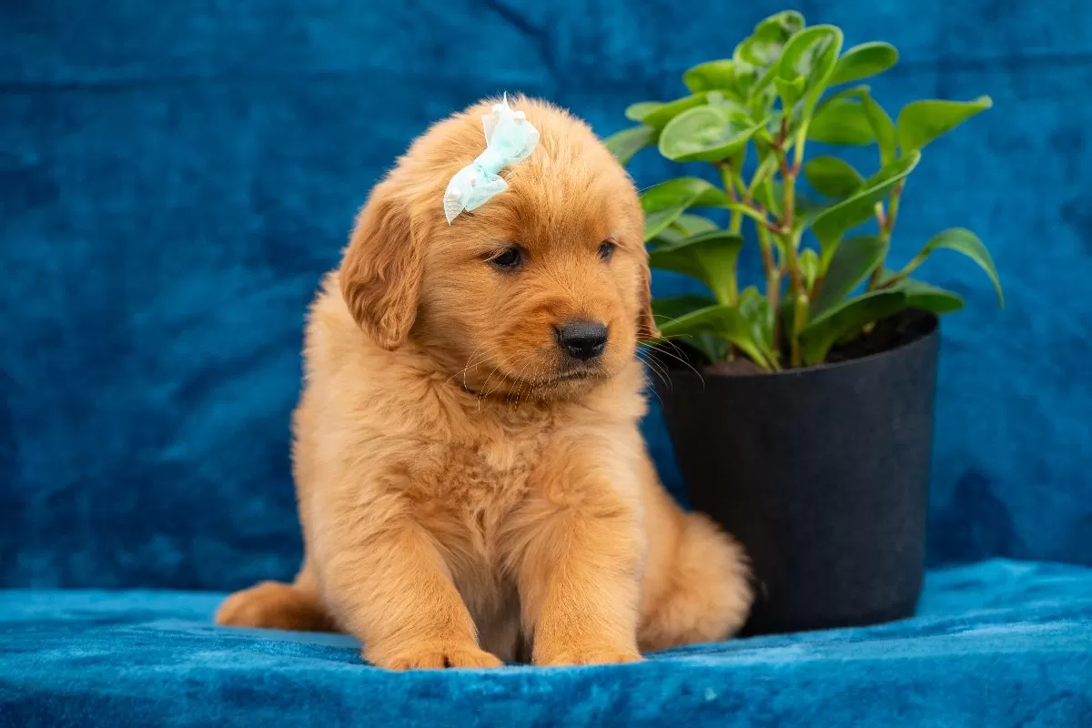 Puppy Name: Tierra