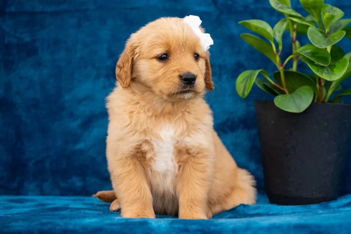 Puppy Name: Tori
