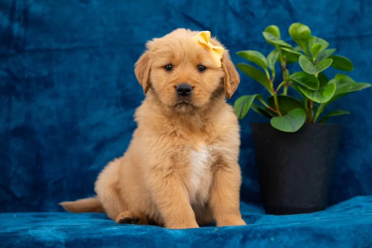 Puppy Name: Tessa