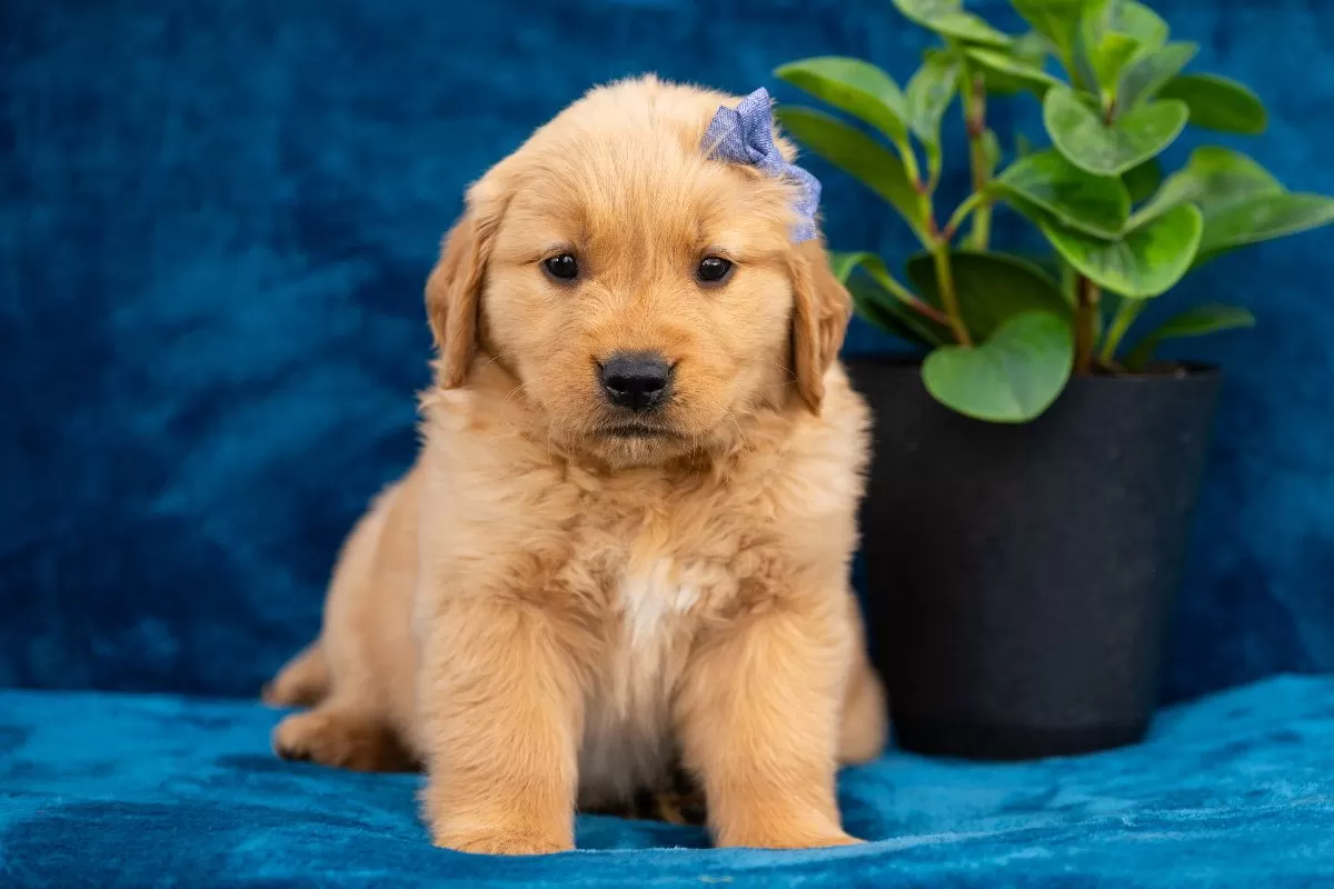 Puppy Name: Tula