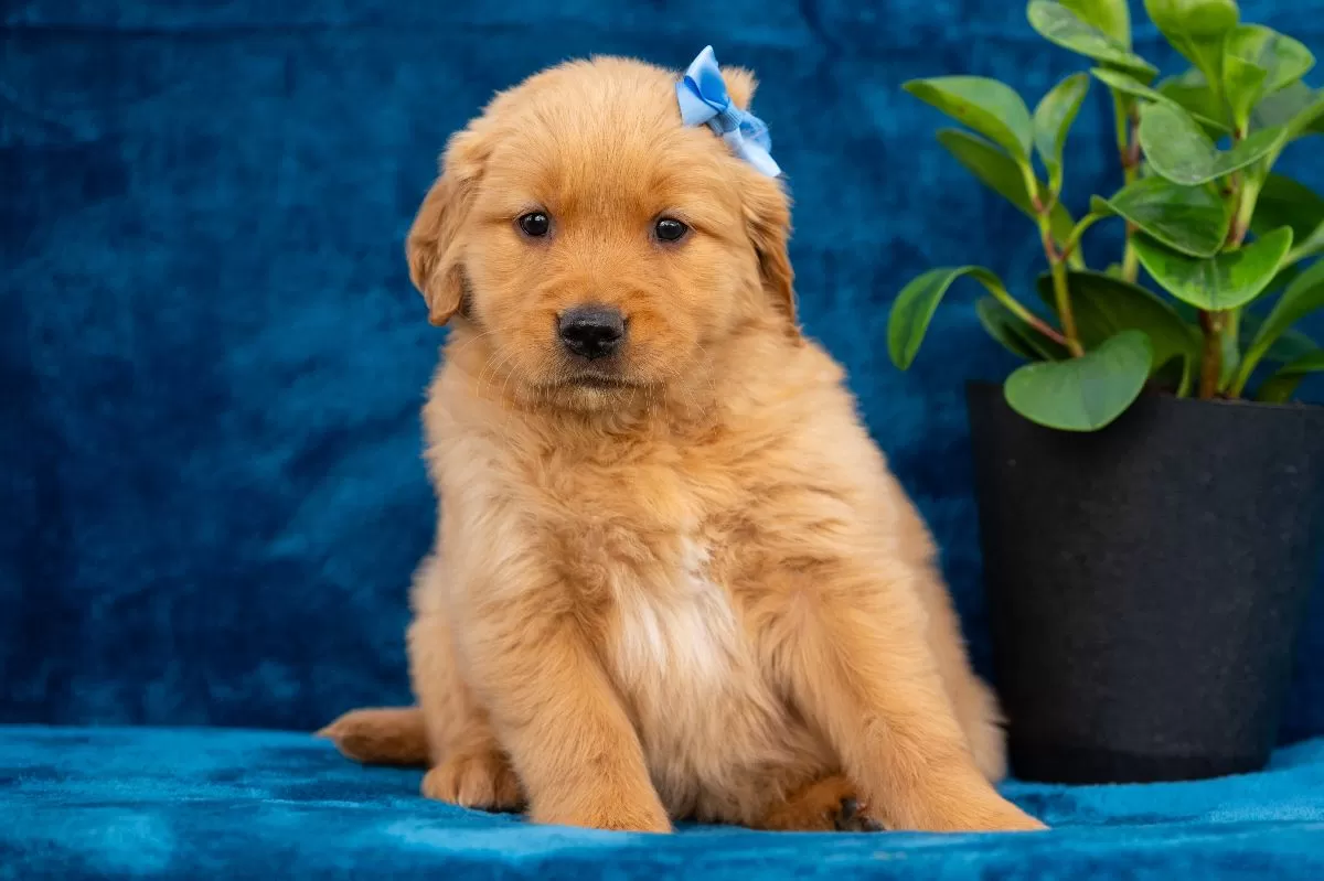 Puppy Name: Tasha