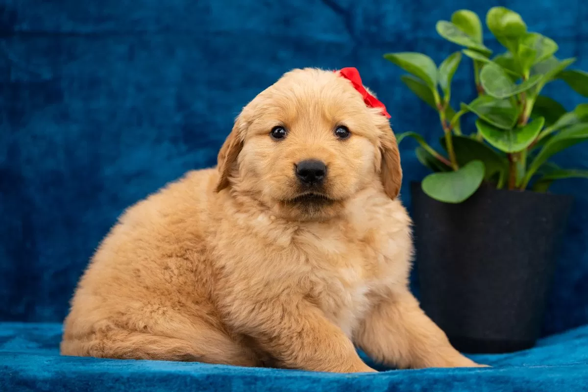 Puppy Name: Taffy